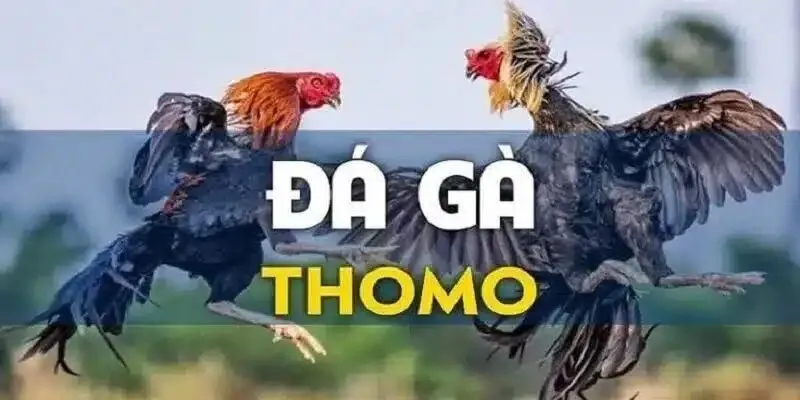 da-ga-thomo-kubet-thumb